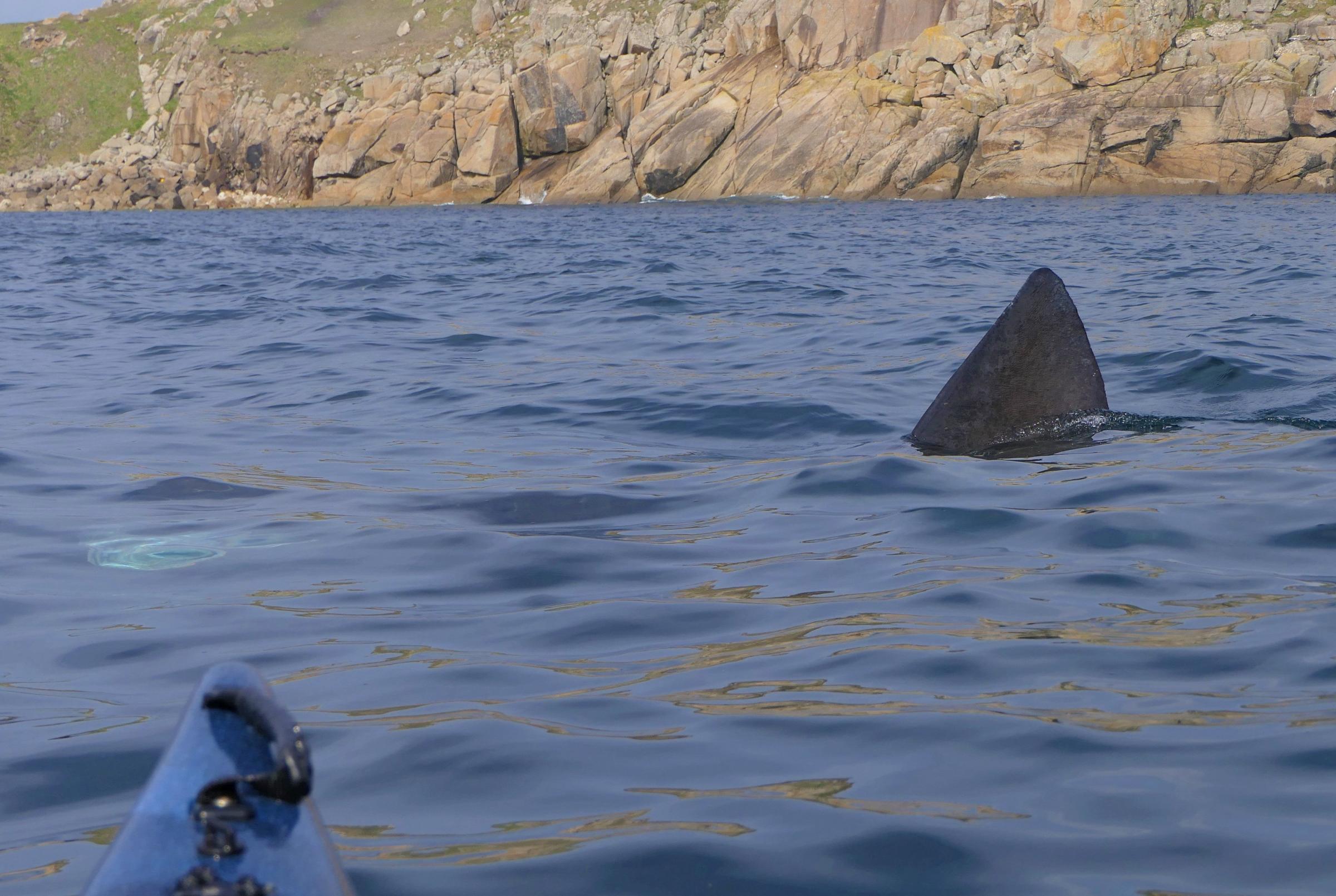 The sharks were spotted off Lands End. Picture: Rupert Kirkwood / SWNS