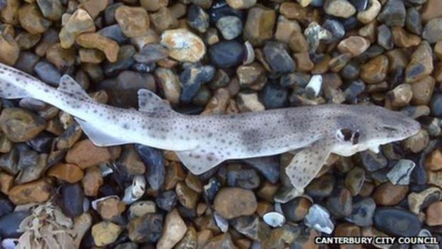 Falmouth Packet: A dogfish shark that washed up on a Kent beach