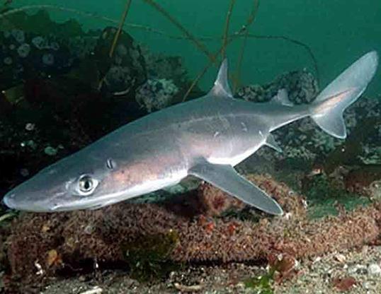 Falmouth Packet: A spurdog shark