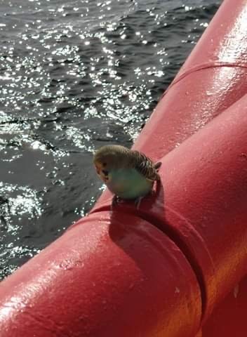 He was spotted resting on the vessel