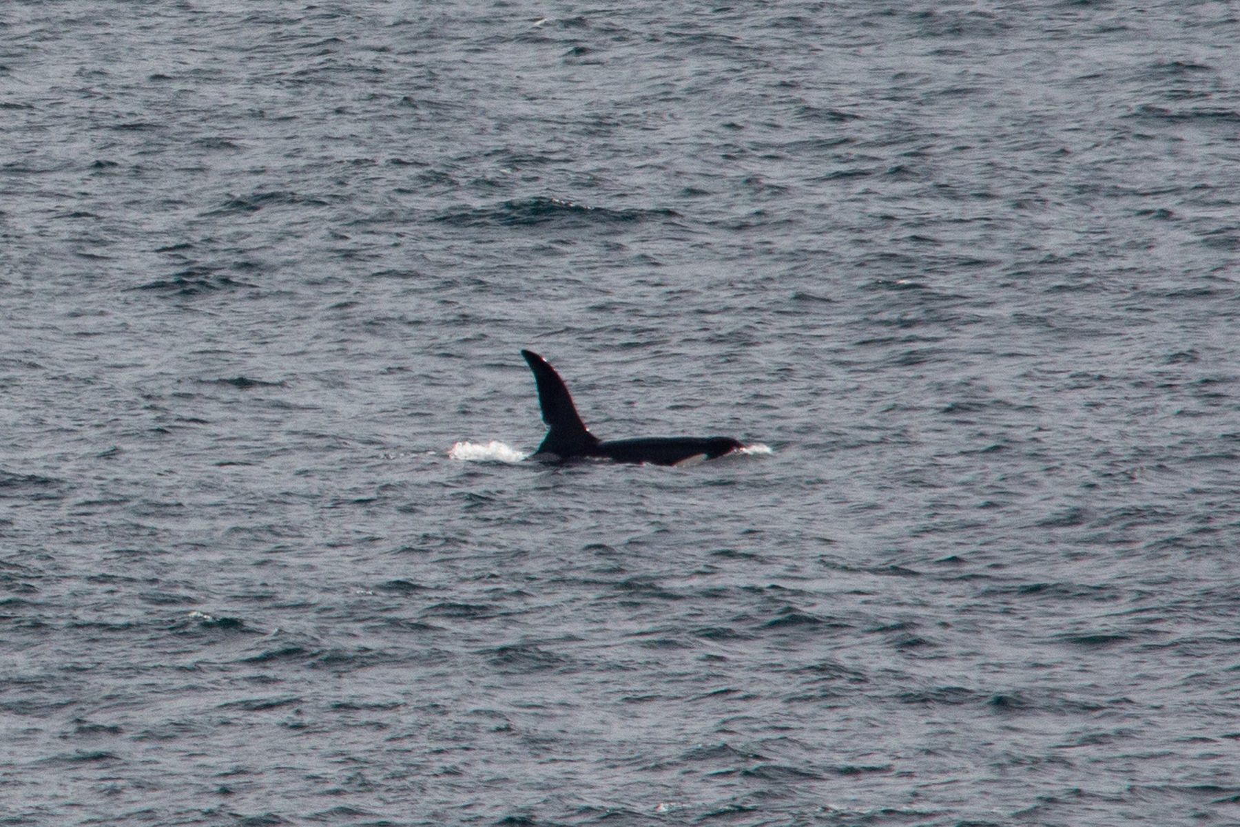 John Coe is one of two killer whales photographed off the west coast of Cornwall. Picture: Will McEnery/PA
