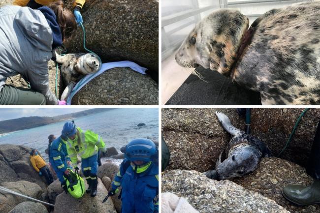 A seal that was rescued after becoming stuck at Land's End has unfortunately been put to sleep.