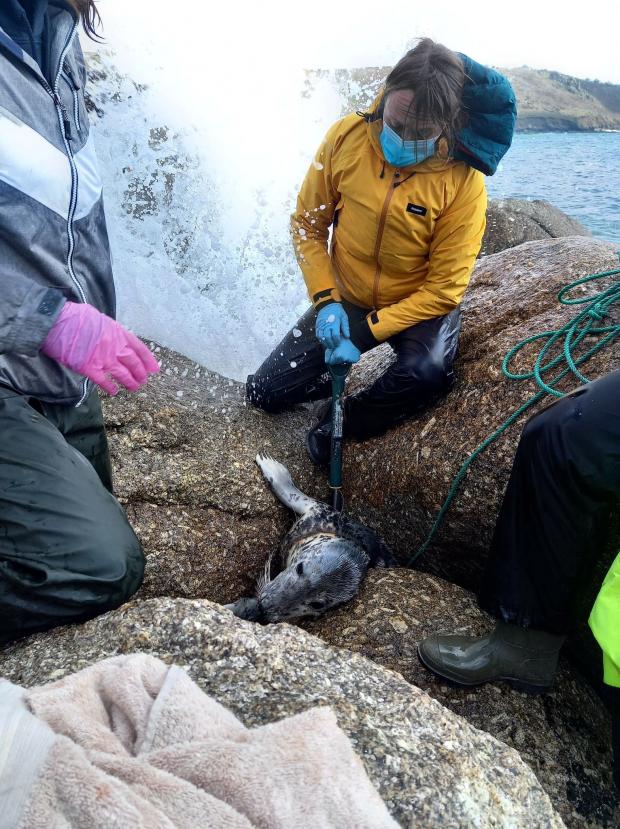 Falmouth Packet: The seal, named Hattie, had become wedged between between boulders at Gwynver Beach and was also entangled in discarded fishing net. Picture: SWNS
