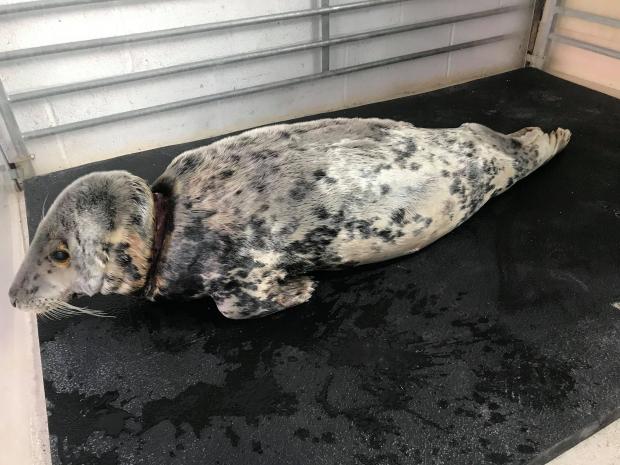 Falmouth Packet: Hattie had a large gash around her neck from the fishing net she had been entangled in, the deepest part of which was four cm. Picture: SWNS