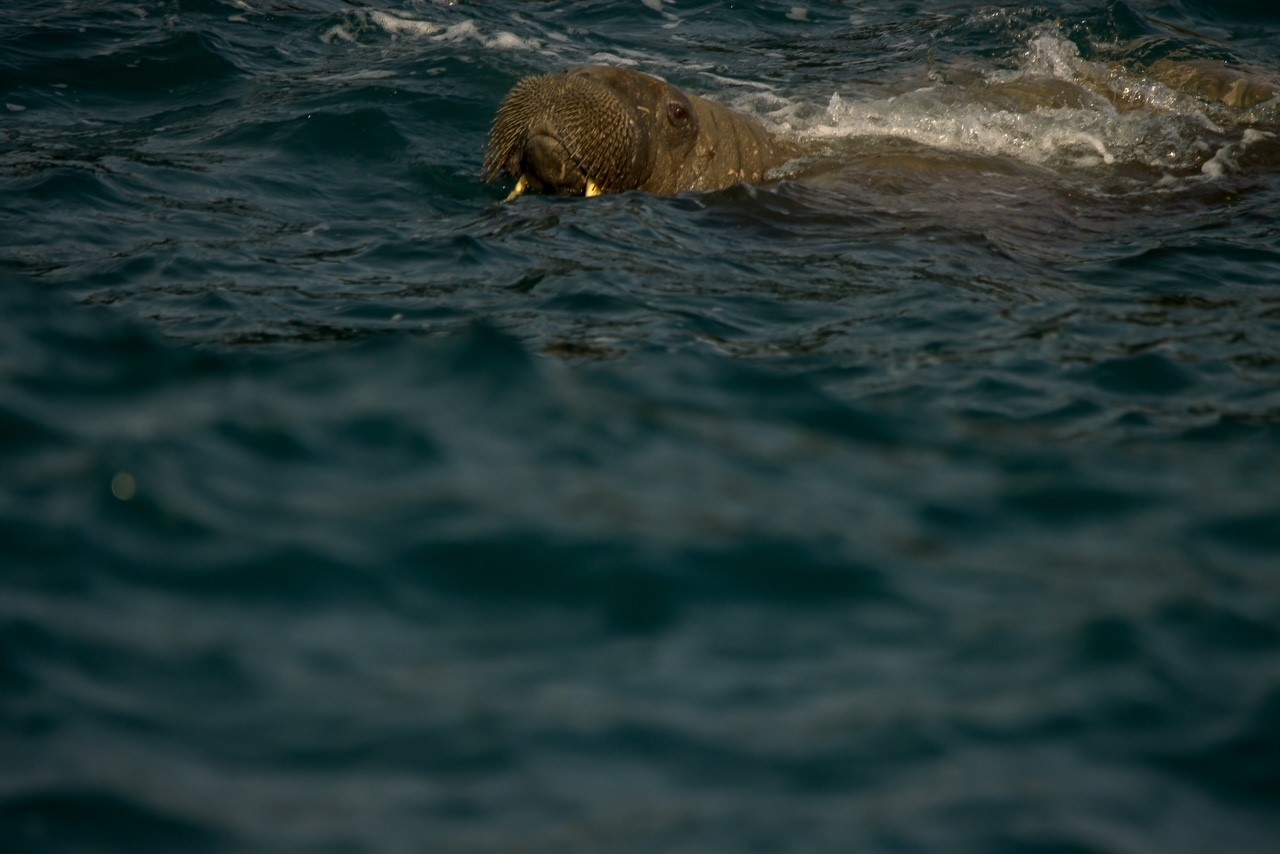 The walrus was captured on camera by Nathaniel Barry/Nathaniels Wildlife Photography