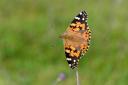 A Painted Lady