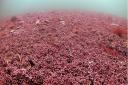 Maerl is a rare type of red algae species in the Fal Estuary, previouslydescribed as 