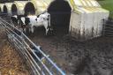 Simon Philip Stansfield, aged 63, from Upton Cross, Liskeard, pleaded guilty to causing unnecessary suffering to three calves.