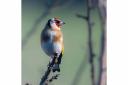 Morning Goldfinch by Mark Quilter