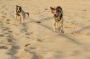 Dogs are now restricted on beaches in Cornwall until the end of August