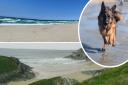 Cornish beaches have been ranked in a list of the top ten dog friendly beaches in the UK