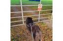 An unhappy dog in Callington