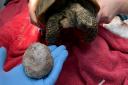 Joey the tortoise with a bladder stone removed the size of a tennis ball