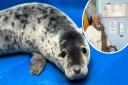 'Judi Dench' the rescued grey seal pup in Cornwall met her namesake a few hours after she had arrived at the Cornish Seal Sanctuary