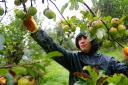 Eden Project apples have been harvested, pressed, cooked and served to visitors as part of the Apple Academy