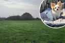 The field where Luca the Chihuahua belonging to Laura and Dave Williams was attacked
