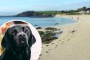 John Dodd, 44 of Beech Road, Falmouth, was found guilty of breaching a Public Spaces Protection Order by permitting his pet onto Gyllyngvase Beach in Falmouth. File pic