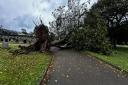 Cornwall Council received 282 calls about fallen trees and large branches. This tree was one that fell at Falmouth Cemetery.