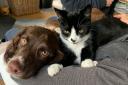 Daisy the dog helped find 'good mate' Mowgli the cat down a mineshaft
