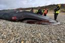 The Fin whale stranded on Fistral beach
