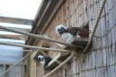 Newquay Zoo in Cornwall has just become home to a pair of incredibly rare cotton-top tamarins.