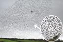 A stunning starling murmuration has been taking place at Poldhu Cove on the Lizard Peninsula