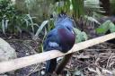 Newquay Zoo in Cornwall is now home to a magnificent Victoria Crowned-pigeon