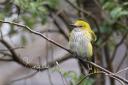The extremely rare Golden Oriole has been spotted in West Cornwall