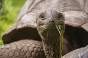 The bodies of Aldabra giant tortoises were found