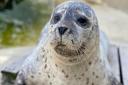 There is a warning not to disturb seals who may be washed inshore during stormy weather in Cornwall