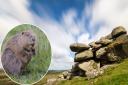 At least one beaver has been found on Helman Tor Nature Reserve