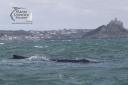 The Humpback Whale had become tangled in lobster pot lines