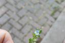 Thyme leaved speedwell