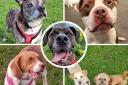 These six dogs are all looking for loving homes. Pictures: National Animal Welfare Trust