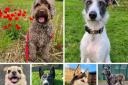 Six dogs at National Animal Welfare Trust Cornwall looking for forever homes. Pictures: NAWT