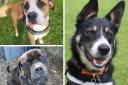 Three Cornwall dogs looking for loving homes. Picture: RSPCA
