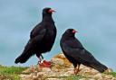 The return of the Chough to The Lizard has been a Cornish sucess story