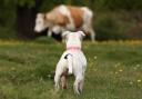 In just three months a 50 per cent increase in dog attacks on livestock has been seen