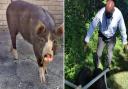 The runaway pigs were herded into a 'pen' of desks Picture: Penair School/SWNS