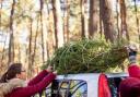 The BCTGA believes that there will be no shortage of real locally grown trees this year  Picture: Getty Images