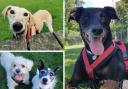 ADOPT A DOG: These pooches, all looking for  a forever home, are currently being care for by  National Animal Welfare Trust Cornwall