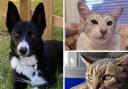 National Animal Welfare Trust have 3 pets looking for a home in Cornwall.