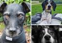 RESCUE ME: Could you offer a forever home to one of these pets at NAWT Cornwall?