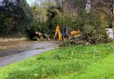 The tree is chopped up and removed from Tregolls Road in Truro  Picture: Mark Picken