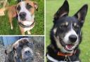 Three Cornwall dogs looking for loving homes. Picture: RSPCA