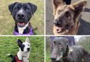 Four dogs looking for their forever homes. Pictures: RSPCA Cornwall
