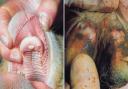 Examples of foot and mouth disease in animals  Pictures from file: Defra