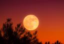What is a Harvest moon and when will it peak in September? (Canva)