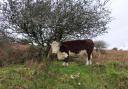 One of Hannah's cows grazing the croft land