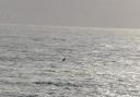 Humpback whale breaching on November 29, 2022
